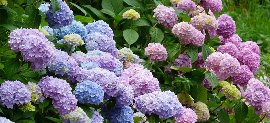 Hydrangea Kitchen